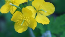 くさのおう（草ノ王）Chelidonium majus L. var. asiaticum (1)