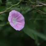 ひるがお（昼顔）Calystegia japonica (8)