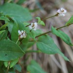 つるそば （蔓蕎麦）Persicaria chinensis (1)