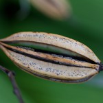 しらん（紫蘭）Bletilla striata (8)