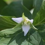 みやまえんれいそう深山延齢草) Trillium tschonoskii