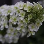 柏葉紫陽花　Hydrangea quercifolia%0A (1)