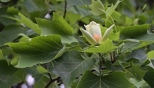 ゆりのき（百合の木）Liriodendron tulipifera