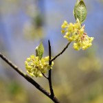 くろもじ（黒文字）Lindera umbellata (4)