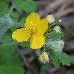 くさのおう（草ノ王）Chelidonium majus L. var. asiaticum (2)