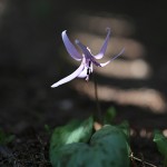 かたくり（片栗）Erythronium japonicum (5)