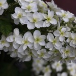 柏葉紫陽花　Hydrangea quercifolia%0A