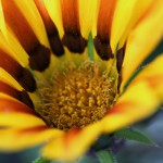 ガザニアGazania (3)