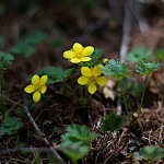 コキンバイ（小金梅）Geum ternatum (2)