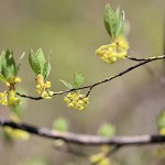 くろもじ（黒文字）Lindera umbellata (1)