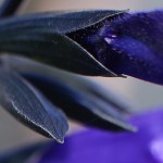 サルビア・ガラニティカ Salvia guaranitica