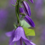 カンパニュラ ラプンクロイデCampanula rapunculoides (3)