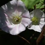 ひるがお（昼顔）Calystegia japonica (5)