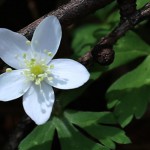 にりんそう（二輪草）Anemone flaccida (2)