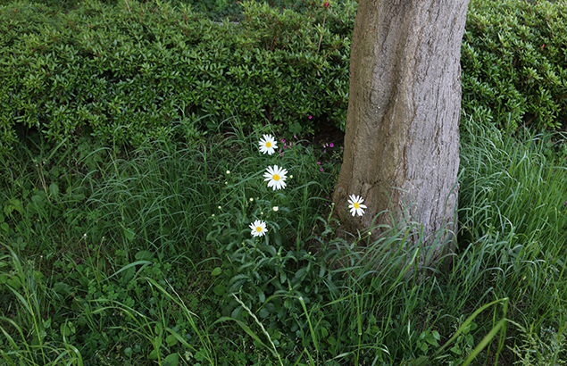 マーガレット（木春菊）Argyranthemum frutescens