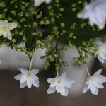 隅田の花火　Hydrangea macrophylla f. normalis Sumidanohanabi (1)