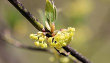 くろもじ（黒文字）Lindera umbellata (3)