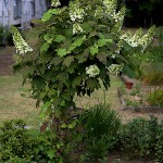 柏葉紫陽花　Hydrangea quercifolia (1)