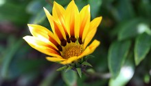 ガザニアGazania (2)