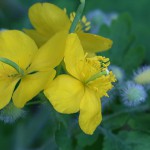 くさのおう（草ノ王）Chelidonium majus L. var. asiaticum (4)