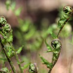 くさそてつ（草蘇鉄）Matteuccia struthiopteris (2)