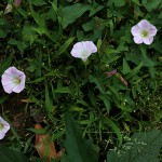 831. ひるがお（昼顔）Calystegia japonica (6)