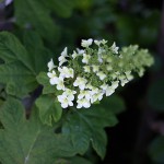 柏葉紫陽花　Hydrangea quercifolia