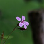 ひめふうろう（姫風路）Geranium robertianum (4)