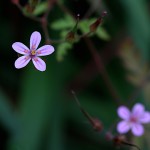 ひめふうろう（姫風路）Geranium robertianum (7)