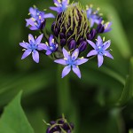 シーラ・ペルビアナ scilla peruviana (2)