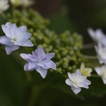 隅田の花火　Hydrangea macrophylla f. normalis Sumidanohanabi (3)