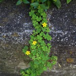 かたばみ（酢漿草）Oxalis corniculata_1