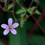 ひめふうろう（姫風路）Geranium robertianum (8)