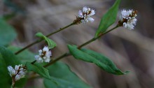 つるそば （蔓蕎麦）Persicaria chinensis