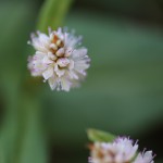 つるそば （蔓蕎麦）Persicaria chinensis