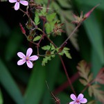 ひめふうろう（姫風路）Geranium robertianum (6)