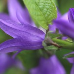 カンパニュラ ラプンクロイデCampanula rapunculoides (4)