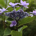 隅田の花火　Hydrangea macrophylla f. normalis Sumidanohanabi (5)