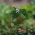 みやまえんれいそう深山延齢草) Trillium tschonoskii (4)
