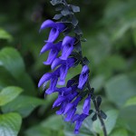 サルビア・ガラニティカ Salvia guaranitica (1)