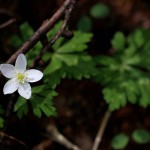 にりんそう（二輪草）Anemone flaccida (1)