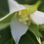 みやまえんれいそう深山延齢草) Trillium tschonoskii (1)