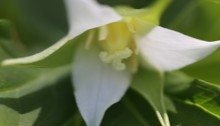 みやまえんれいそう深山延齢草) Trillium tschonoskii (1)