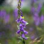 カンパニュラ ラプンクロイデCampanula rapunculoides