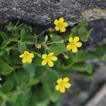 かたばみ（酢漿草）Oxalis corniculata_1 (3)