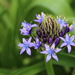 シーラ・ペルビアナ scilla peruviana