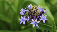 シーラ・ペルビアナ scilla peruviana