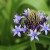 シーラ・ペルビアナ scilla peruviana