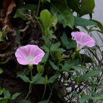 ひるがお（昼顔）Calystegia japonica (7)