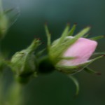 のいばら（野茨）Rosa multiflora